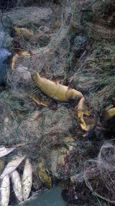 Пелядь рипус карп