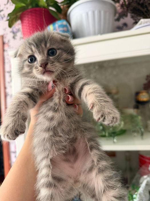 Милые котята ищут милых хозяев