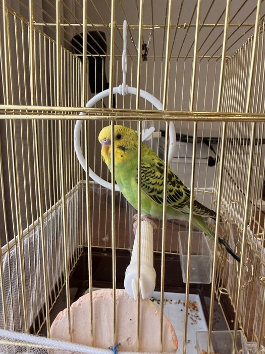 Продам попугая, самка