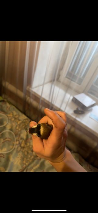 Щегол сибиряк