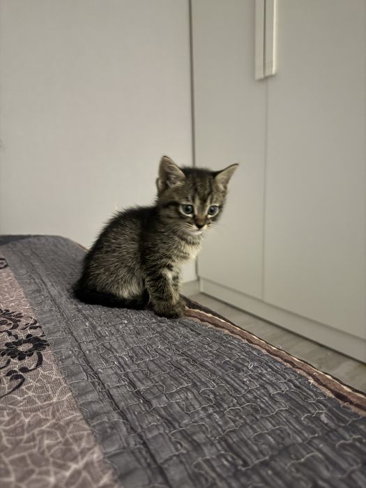 Отдам котят в добрые руки