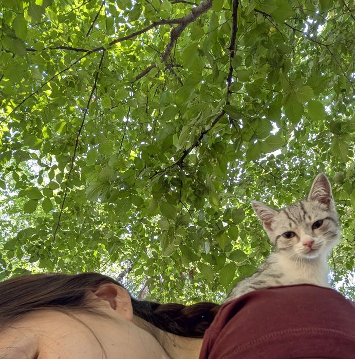 Ласковый умный котик