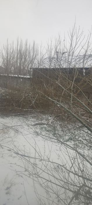 Кесілген ағаштар сатылады