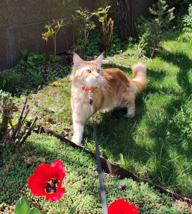 Вязка с шикарным мэйн-куном