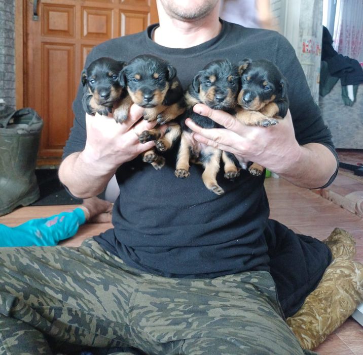 Щенки немецкий ягтерьер