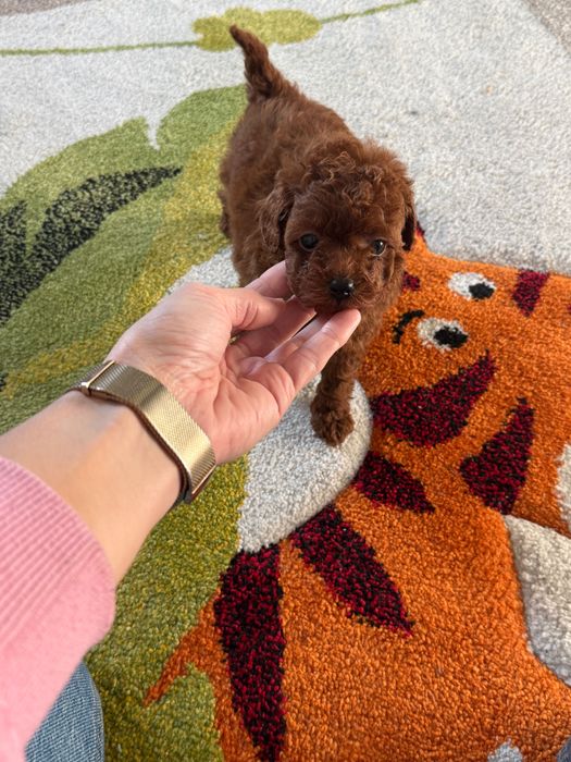 Пудел той момиче