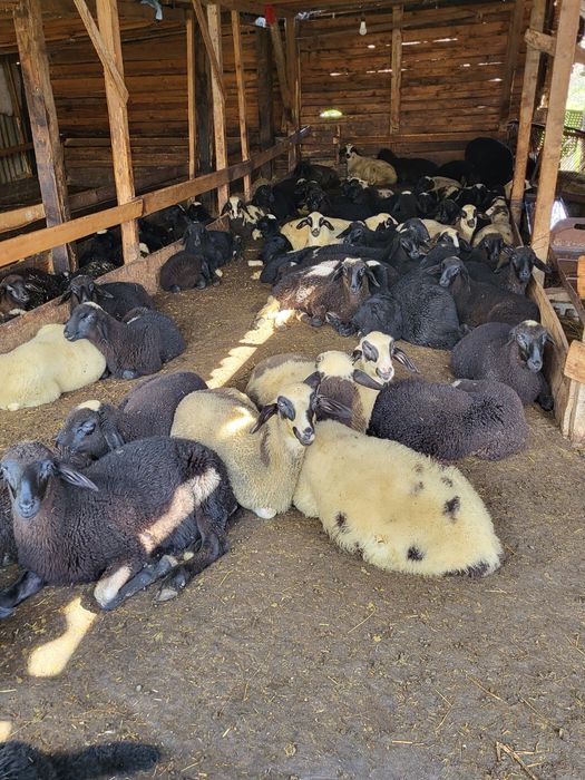 Продавам агнета..