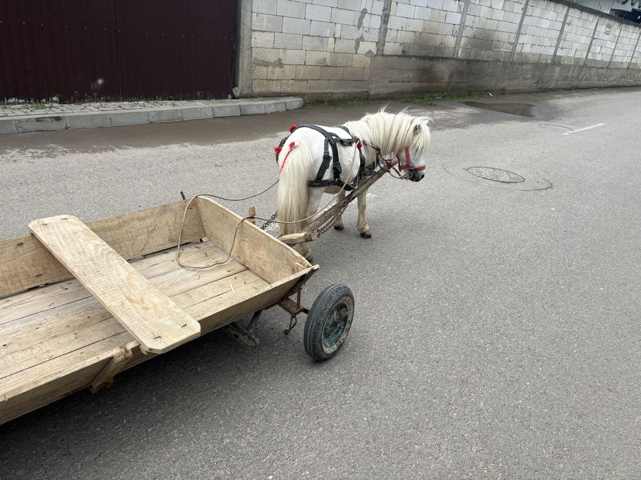 Ponei armasar mini numarul 1