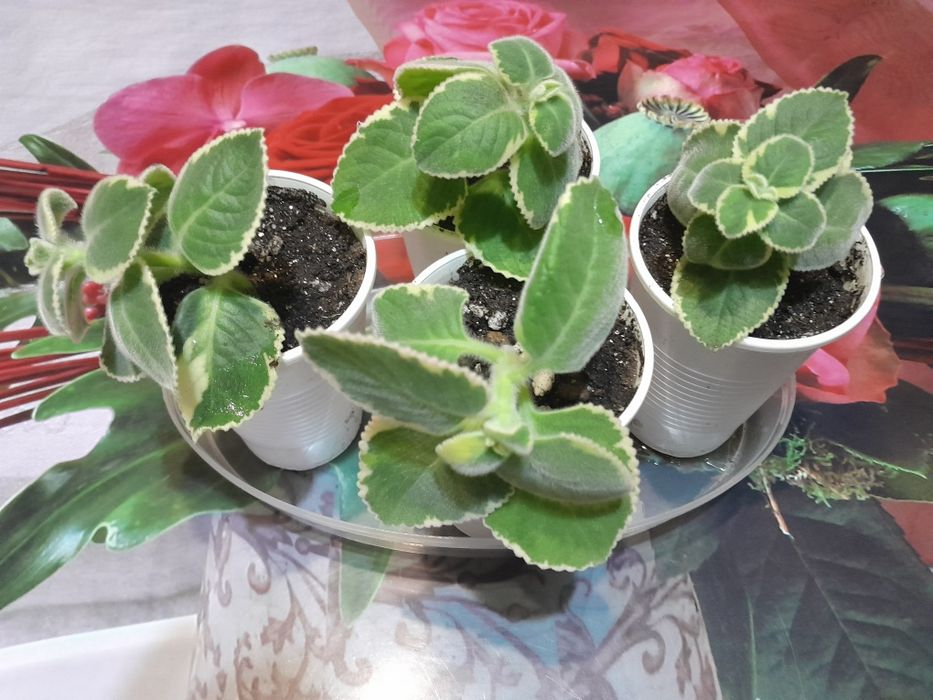 Продам цветы, не дорого.