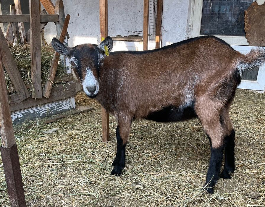 Альпийские козочки 9мес.