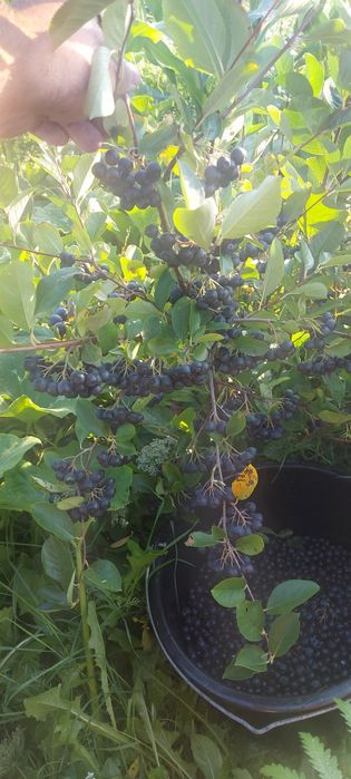 Suc de mere, aronia,sfecla rosie, morcov și struguri.