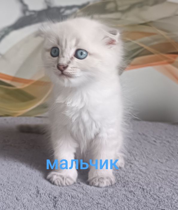 Продам веслоухих котят