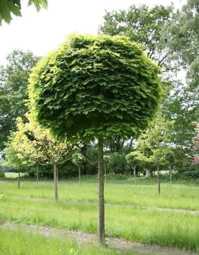 Acer Globular Galben La Ghiveci