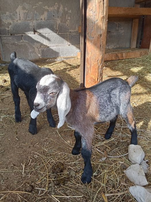 Продается англонубийская коза и козлята
