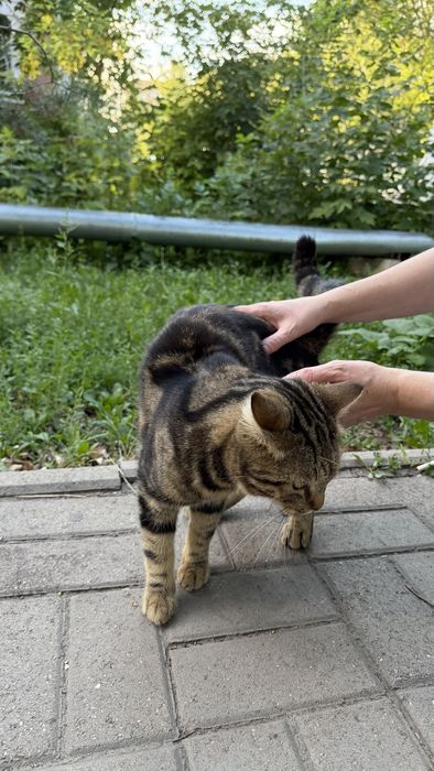 Кошечка британка