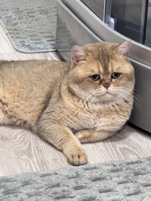 Вязка шиншилловых кошек