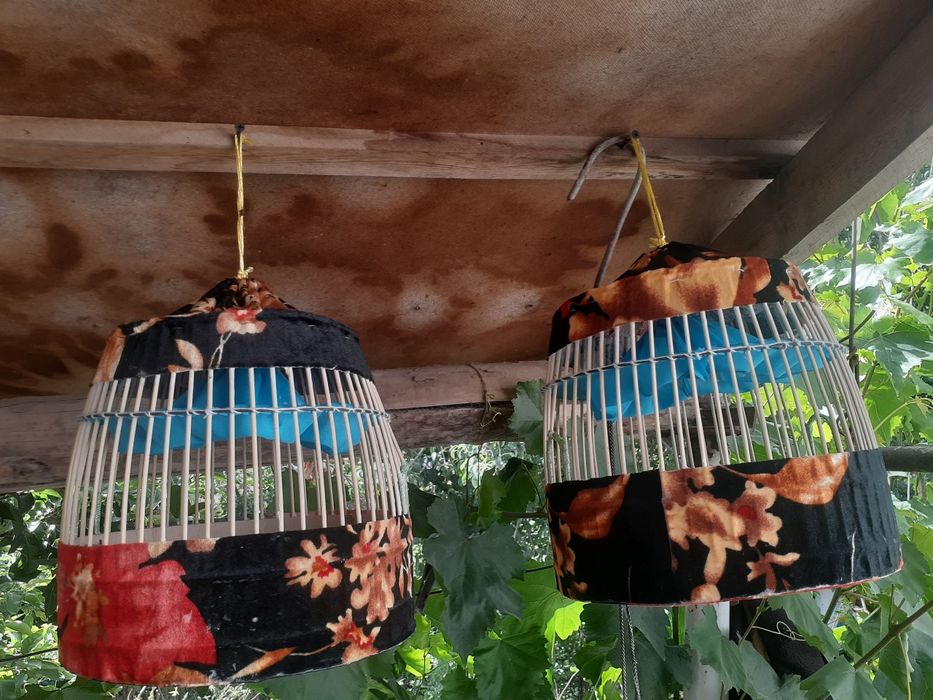 Bedona kanareka sayroqisi