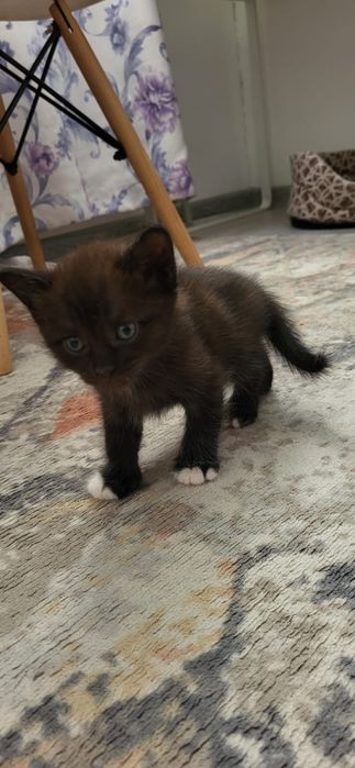 Котёнок мальчик Астана