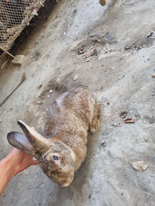 Sotiladi gibrid quyonlar yes ichishlari yaxshi