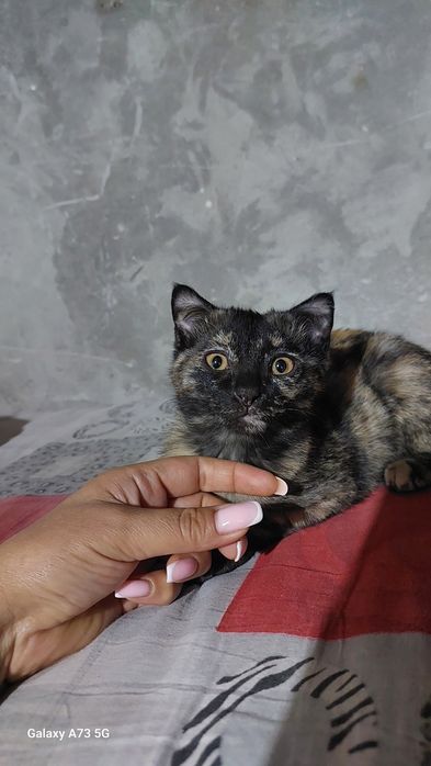 Отдам бесплатно в хорошие руки котёнка