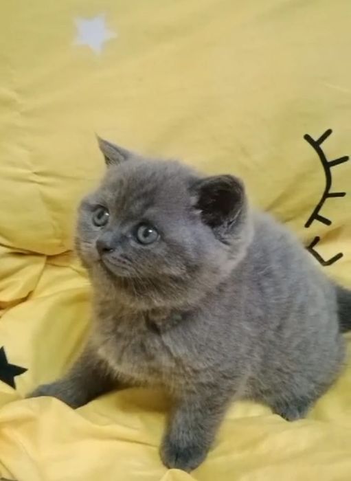 кОтЯта БриТанСкиЕ