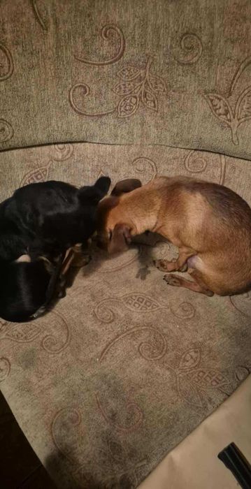 Пинчер/Чихопинчер