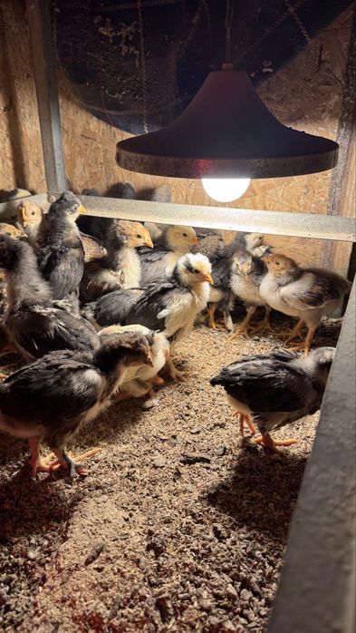 Ouă de casă pentru incubat