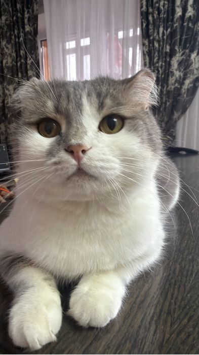 Котик в добрые руки