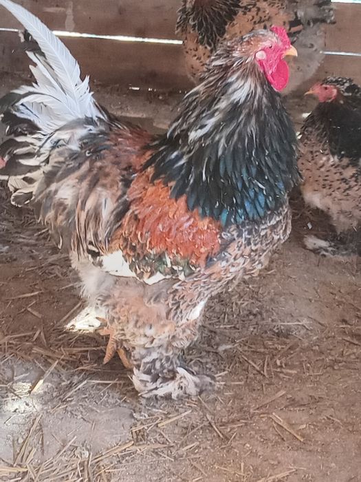 Ouă Brahma porțelan si bobat