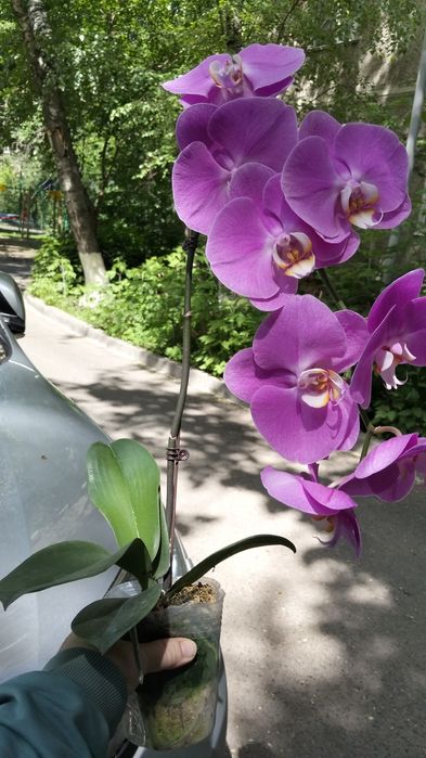 Продам орхидеи фаленопсис
