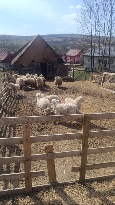 10 oi de vanzare plus miei