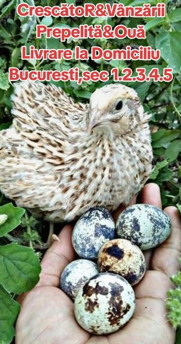 Comercializez ouă de prepelite