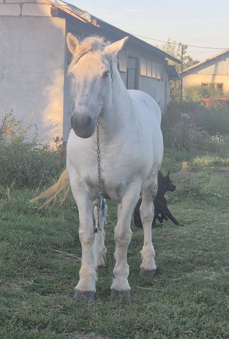 Iapa semigrea romaneasca 800kg greutate garantata 100% pentru caruta