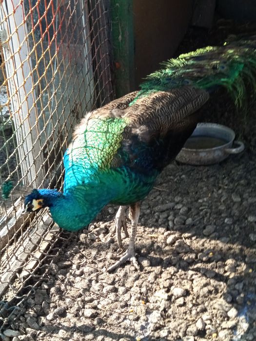 Păun 2024 vrea schimbare