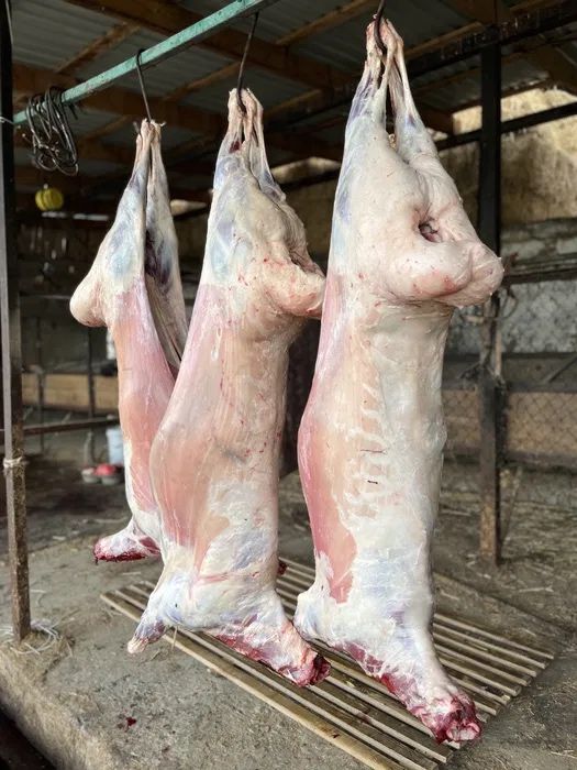 Жирные бараны овцы с откорма