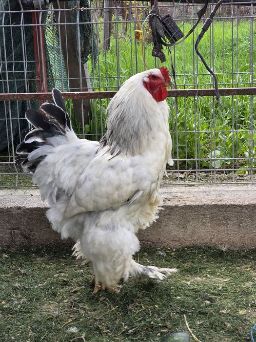 Cocoși rasa Brahma