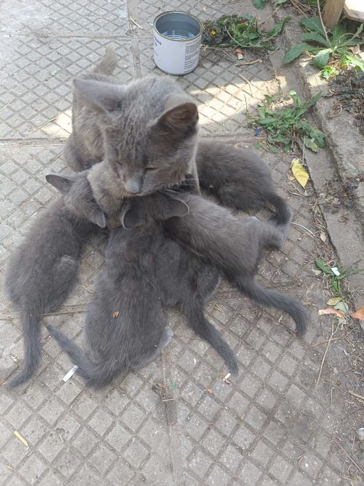 Късокосмести британки