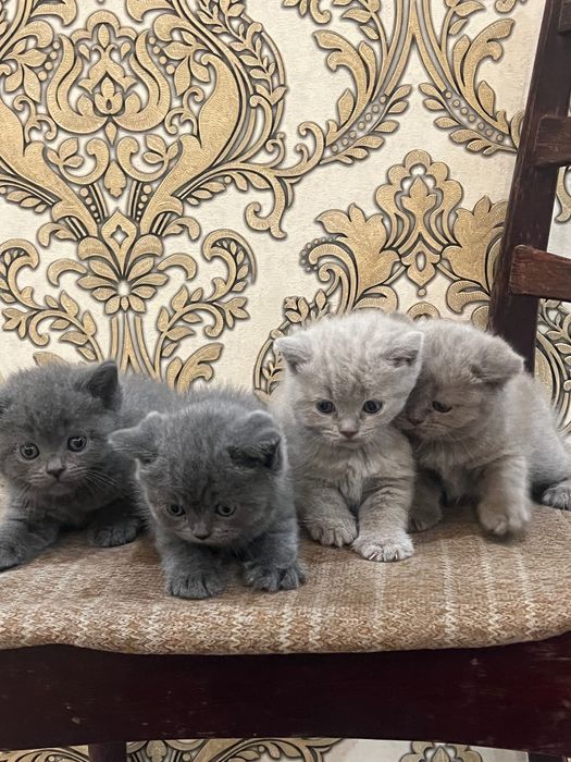 Кошка Скоттиш Страйт