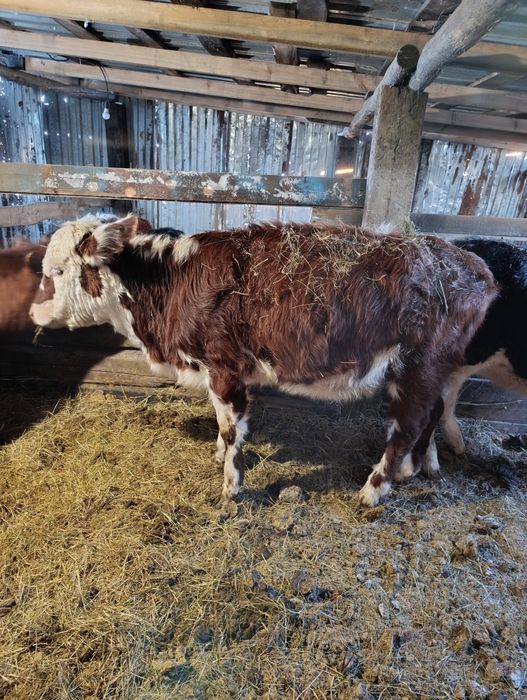 Продам  пять телок