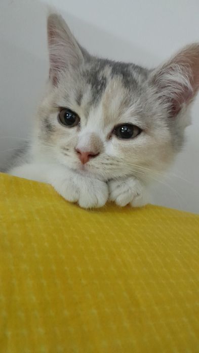 Продается котенок девочка