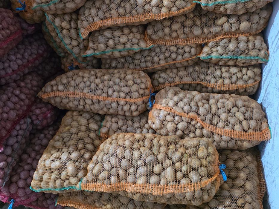 Cartofi de sămânță / pentru animale