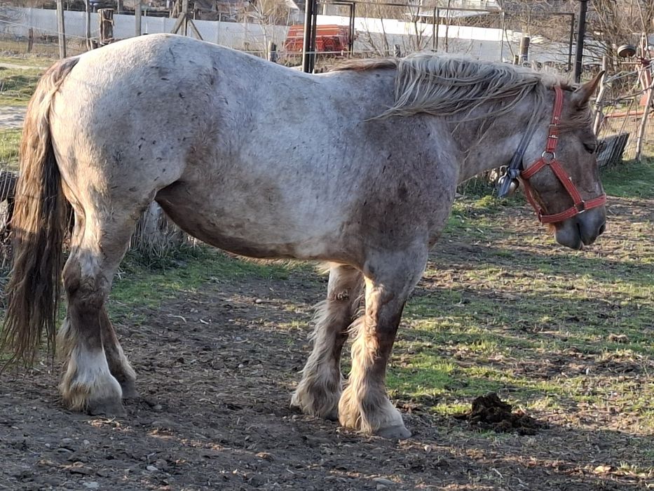 Vand iapa, 5 ani, 924 kg.