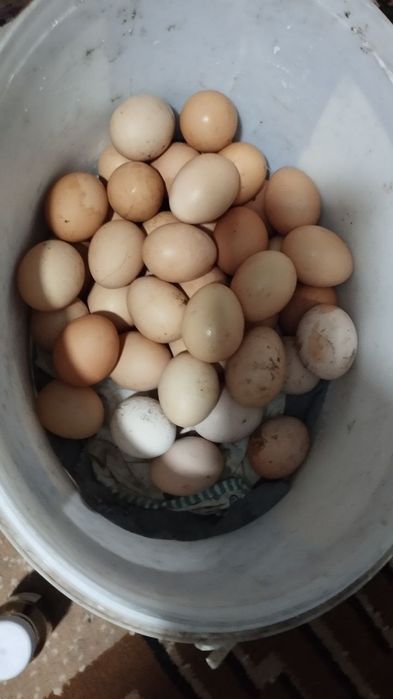 хонаки товук тухумлари