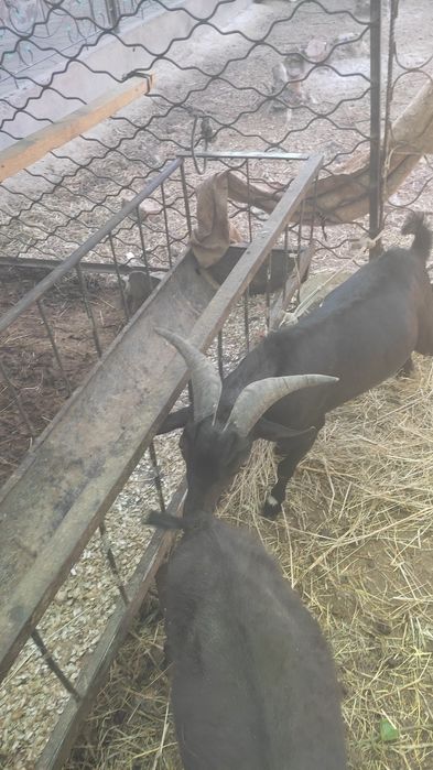 Мурсия ечкиси сотилади