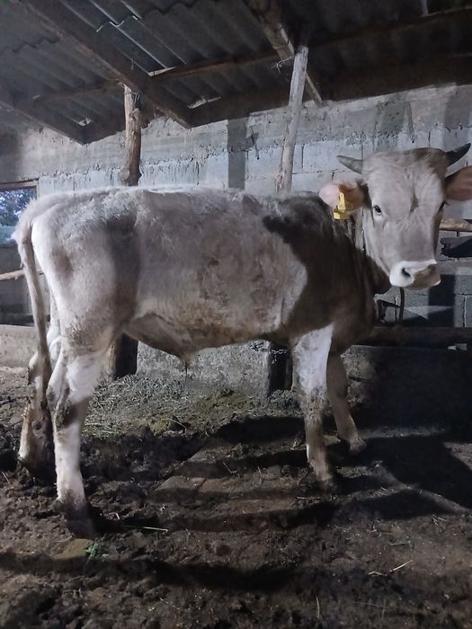 Бұқа Бычки 1,5 года жасар