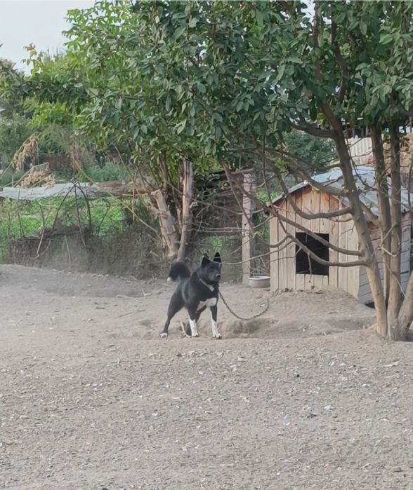 Продам щенят лайки