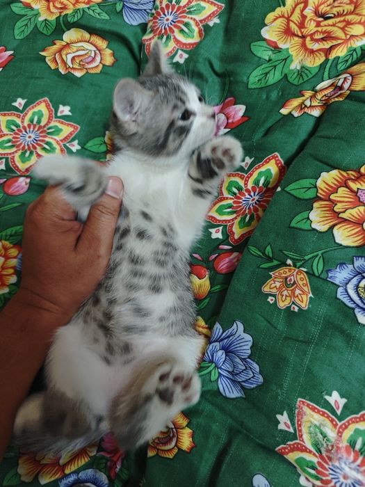 Отдам бесплатно котят
