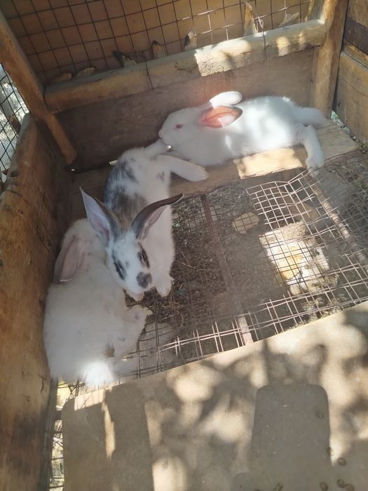 Соглом Куенлар бор 2 ойлик