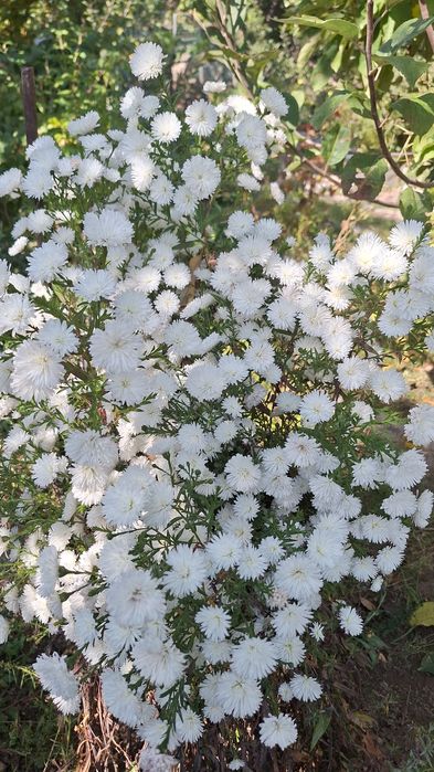 Продам саженцы сентябрины