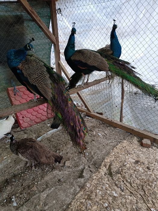 Vând păuni maturi pentru reproducere și pene de păun.